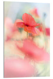 Tableau en plexi-alu Poppies in Glorious Sunshine