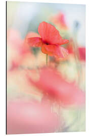 Magnettafel Mohnblumen in strahlendem Sonnenschein