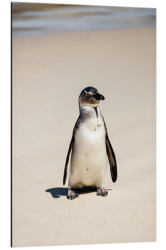 Alubild Kleiner Brillen-Pinguin am Strand