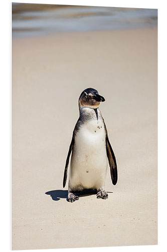 Foam board print Little Spectacled Penguin on the Beach