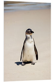 Foam board print Little Spectacled Penguin on the Beach