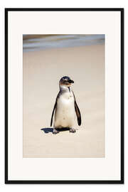 Gerahmter Kunstdruck Kleiner Brillen-Pinguin am Strand
