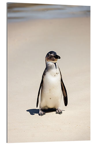 Gallery print Little Spectacled Penguin on the Beach