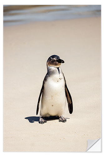 Selvklebende plakat Little Spectacled Penguin on the Beach