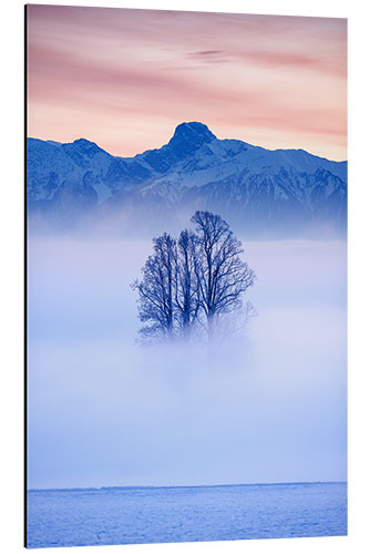 Tableau en aluminium Tree in the fog, Switzerland