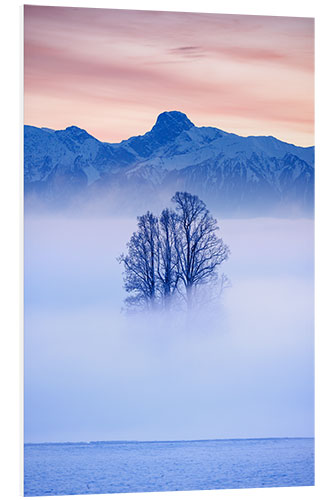 Print på skumplade Tree in the fog, Switzerland