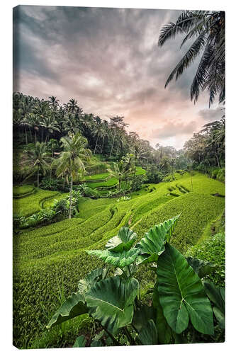 Leinwandbild Reisterrassen in Indonesien