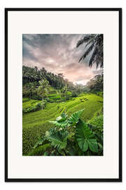 Gerahmter Kunstdruck Reisterrassen in Indonesien