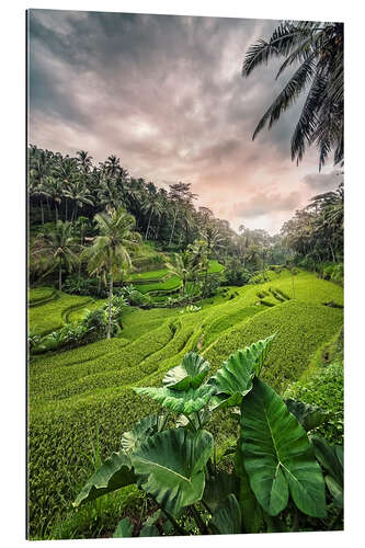 Quadro em plexi-alumínio Rice Terraces in Indonesia