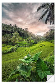 Selvklebende plakat Rice Terraces in Indonesia