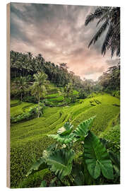 Wood print Rice Terraces in Indonesia