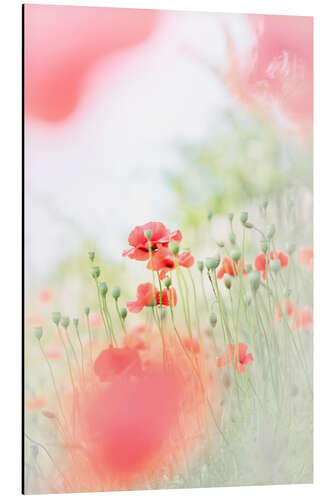 Aluminium print Airy Poppy Meadow