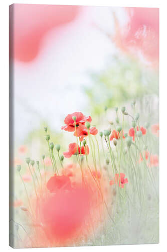 Canvas print Airy Poppy Meadow