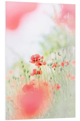 Quadro em PVC Airy Poppy Meadow