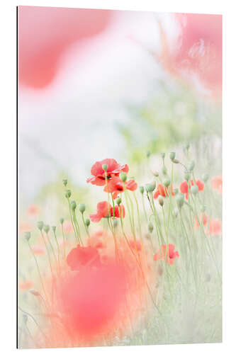 Tableau en plexi-alu Airy Poppy Meadow