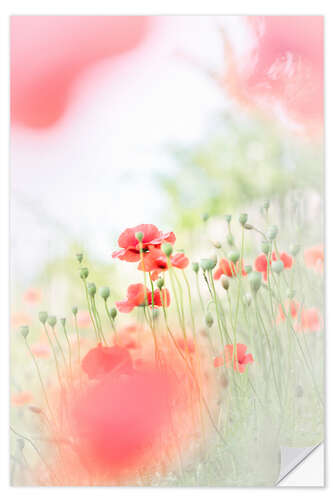 Wall sticker Airy Poppy Meadow