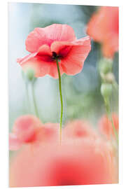 Foam board print The Beauty of a Fragile Poppy