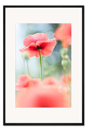 Gerahmter Kunstdruck Die Schönheit einer zerbrechlichen Mohnblume