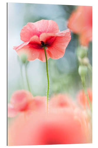 Gallery print The Beauty of a Fragile Poppy