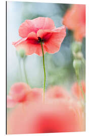 Magnettafel Die Schönheit einer zerbrechlichen Mohnblume