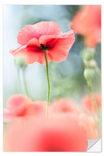 Vinilo para la pared The Beauty of a Fragile Poppy