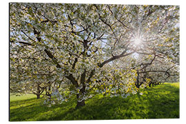 Aluminium print Sun in the Cherry Tree