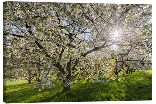 Lerretsbilde Sun in the Cherry Tree