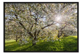 Gerahmter Kunstdruck Sonne im Kirschbaum