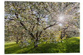 Foam board print Sun in the Cherry Tree