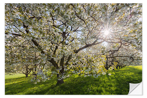 Naklejka na ścianę Sun in the Cherry Tree