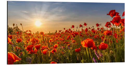 Tableau en aluminium Sun in the Poppy Field