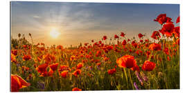 Gallery print Sun in the Poppy Field