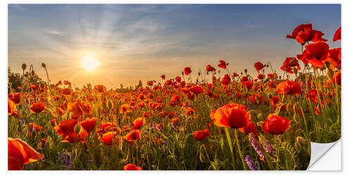 Sticker mural Sun in the Poppy Field