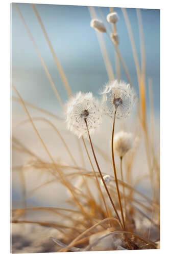 Acrylic print Dandelions on the Beach