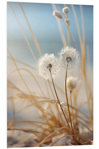 Bilde på skumplate Dandelions on the Beach