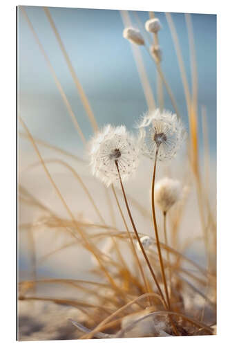 Gallery print Dandelions on the Beach