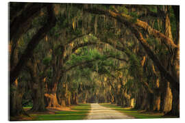 Akrylbilde Tree Tunnel in South Carolina I