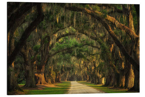 Tableau en aluminium Tree Tunnel in South Carolina I