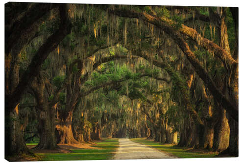 Canvas print Tree Tunnel in South Carolina I