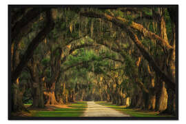 Gerahmter Kunstdruck Baumtunnel in South Carolina I