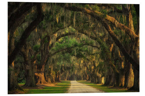 Quadro em PVC Tree Tunnel in South Carolina I