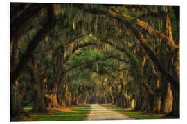 Foam board print Tree Tunnel in South Carolina I