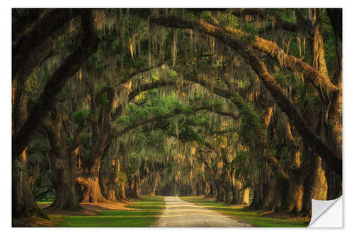 Wall sticker Tree Tunnel in South Carolina I