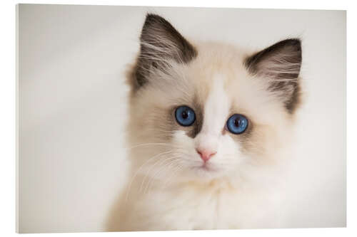 Acrylic print Cute Ragdoll Kitten