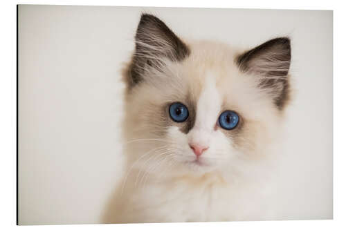 Aluminium print Cute Ragdoll Kitten