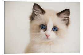 Quadro em alumínio Cute Ragdoll Kitten