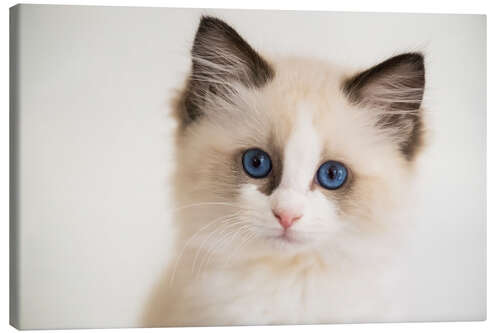 Canvastavla Cute Ragdoll Kitten