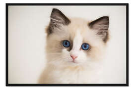 Gerahmter Kunstdruck Niedliches Ragdoll Kätzchen