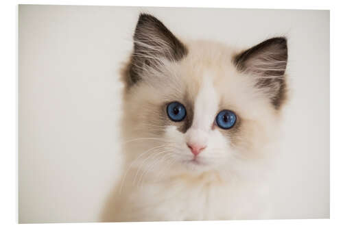 Foam board print Cute Ragdoll Kitten