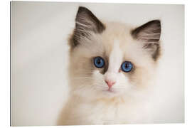 Gallery print Cute Ragdoll Kitten